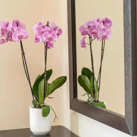 Eglina Celeste * Miniá